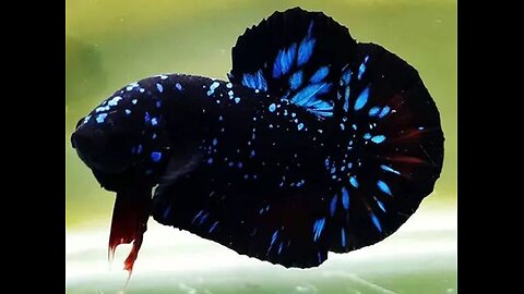 Top Grade Bettafish New Colors