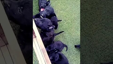 Dutch Shepherd Puppies barking #doglover #puppy #viral #trending #shorts