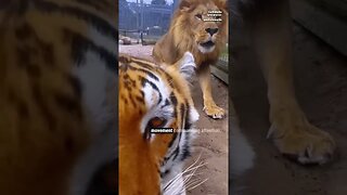 Lion Gets Jealous of Tiger