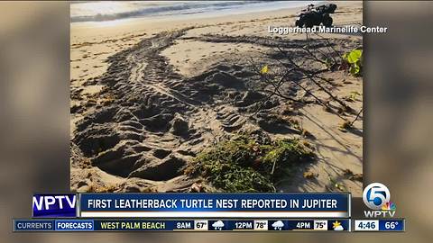 Loggerhead Marinelife Center biologists record first turtle nest of season