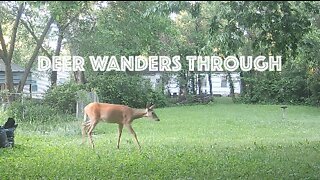 Deer Wanders Through