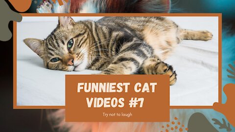 Funniest Cat Video Compilation: Try Not To Laugh Part #7 2021 😺👯