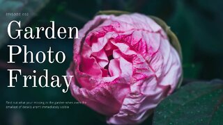 Garden Photo Friday's | Episode 002