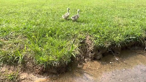 Baby Goslings Daily Walk To The Pond; AI Short Story 📖