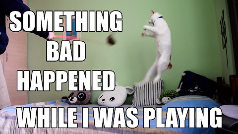 Cat too upset to play after breaking favorite toy