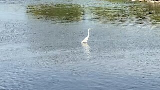 Great White Egret fishing