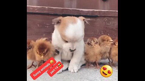 Funny animals part 14 😄 | I Am A Little Boss 😎 | cute animals | cute puppies | Cute Pets