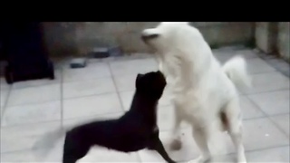 Pitbull vs Akita