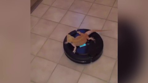 Bearded Dragon Lizard Rides On A Roomba Vacuum