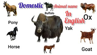 Wild animals names in english | Wild animals name for kids | Kids Education