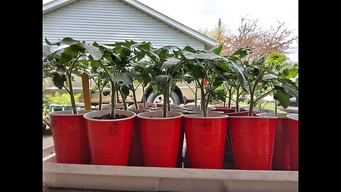 Fertilizing Our Tomato Plants 4/20/24
