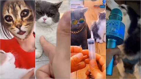 funny cat and dog tiktok compilation part 1