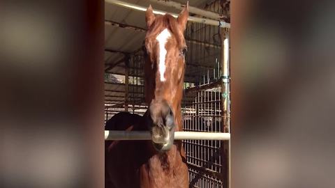 Horse Nods Incredibly Excited For Food