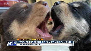 'W Puppies' race at fun run in Del Mar