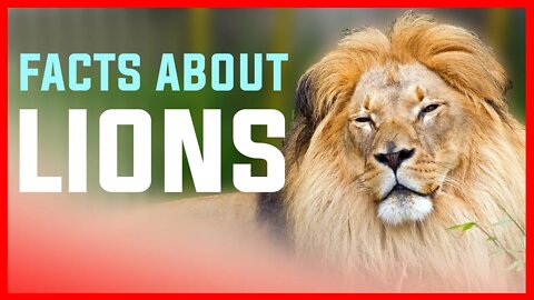 INCREDIBLE UNKNOWN FACTS ABOUT LIONS | ANIMAL | KING | JUNGLE | LION | KING OF JUNGLE