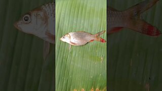 🤣Tabletfish@BENGALCOOKING #shorts #youtubeshorts #viral #viralshorts #trending #trendingshorts #fish