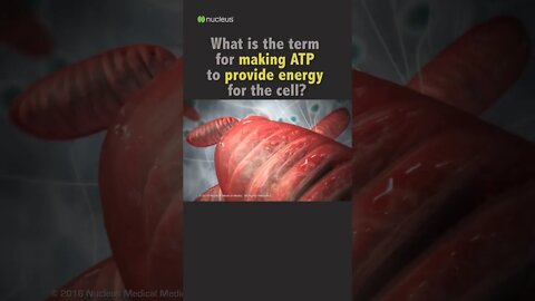 Biology Quiz: What is the term for making ATP to provide energy for the cell?