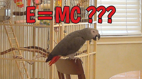 Inventive Parrot Creates His Own Version Of The Theory Of Relativity