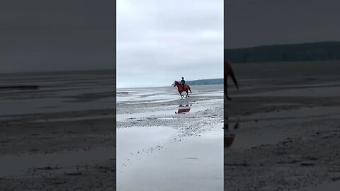 Jumping Driftwood on A Bridleless Horse: Beach Ride