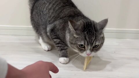 My little kitten stole my snack and eat it.