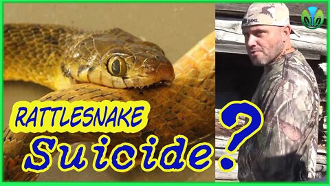 Rattlesnake "suicide" is full of confusion in the deserted house