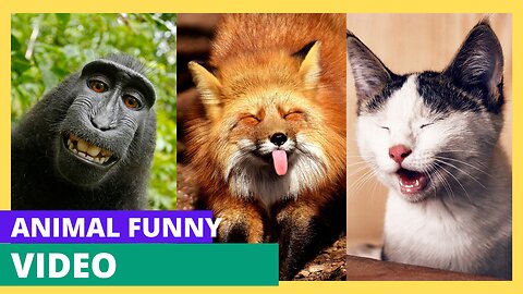 Animal Comedy Club: A Night of Nonstop Laughter!