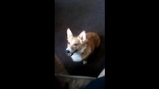 Training my corgi. Having trouble. Help!!!