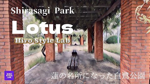 【Lotus Flower Started To Bloom】蓮とスズメと男と女～蓮の花が咲き始めた！＃白鷺公園、＃カメラマン、＃人に慣れてる雀たち、＃蓮の花