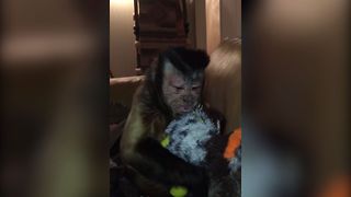 Monkey Steals Dog's Toy