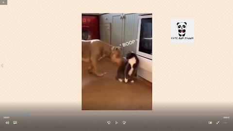 Laugh till it Hurts! Funny Dog and Cat #shorts