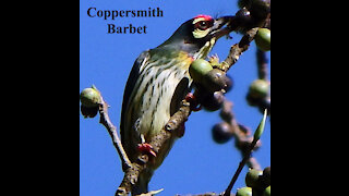Coppersmith Barbet bird video