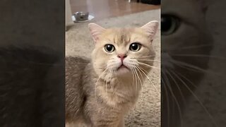 CAT VIDEO