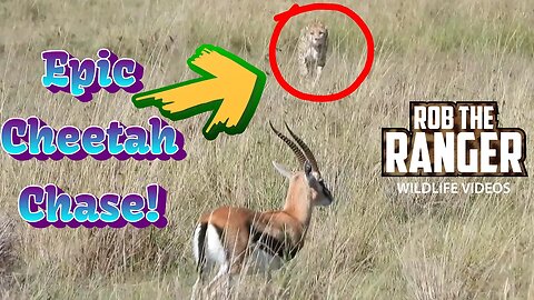 Epic Cheetah Chase| Maasai Mara Safari | Zebra Plains