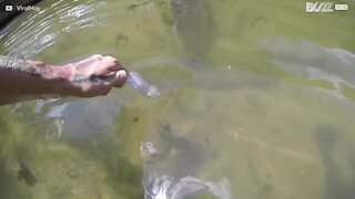 Giantisk fisk spiser mat fra hånden til en mann