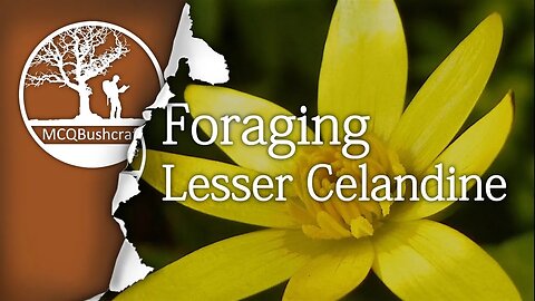 Bushcraft Foraging: Lesser Celandine
