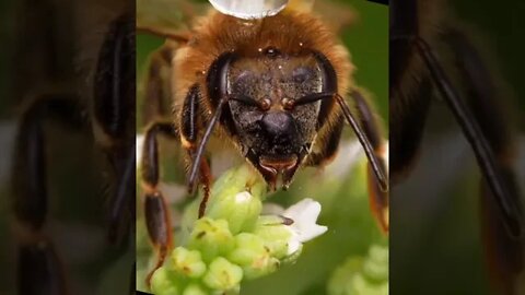 #apiculture #abeille #beekeeping #miel #النحل #سبحان_الله