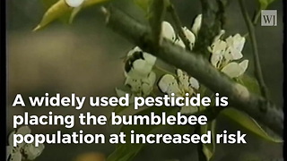 Study Links Pesticide To Eventual Bumblebee Extinction