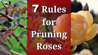 7 Rules for Pruning Roses