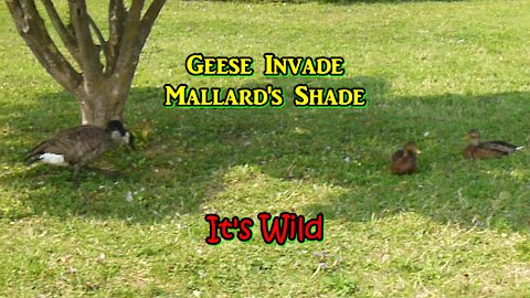 Geese Invade Mallard’s Shade