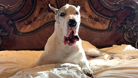 How to Convince at 200lb Deaf Great Dane To Get Out Of Bed