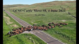 Cattle Move #8, 4 June 2021, Fly with Mike