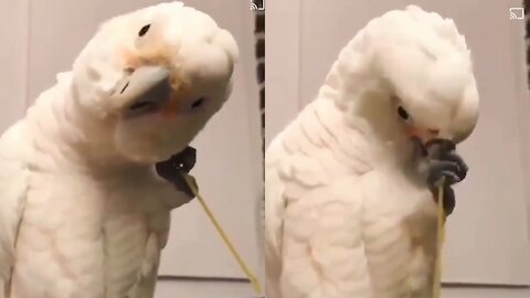 Smart parrot combing her hair with sticks to make her pretty