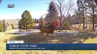 Protect your yard from animals with antlers