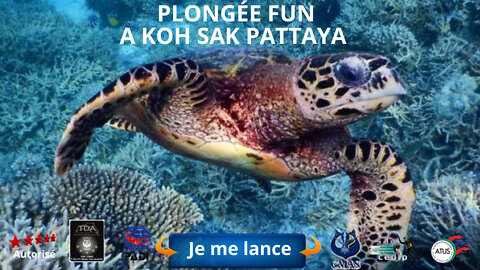 😜#Plongée fun accompagne de tortues et diodons a koh sak Pattaya
