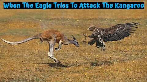 When The Eagle Tries To Attack The Kangaroo