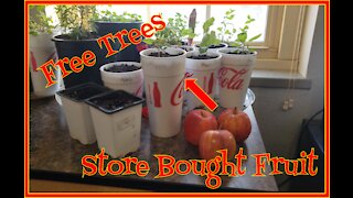 How to Grow Fruit Trees From Seed