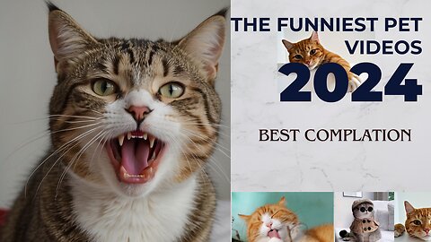 The Funniest pet 2024 | Best Compilation