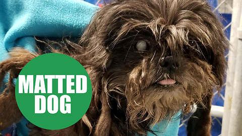 Dog with matted fur undergoes amazing transformation