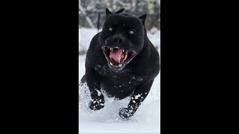 Intimidating Dog!