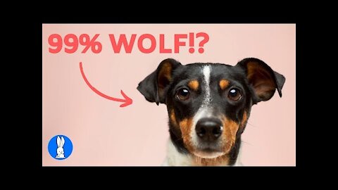 10 MOST Interesting DOG FACTS You Didn't Know 2021